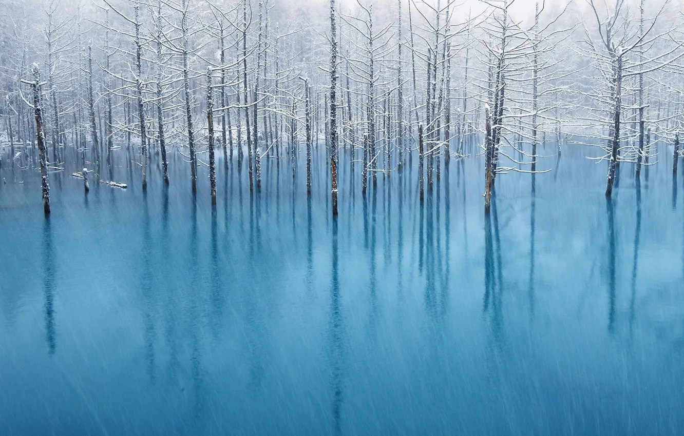 Photo wallpaper winter, snow, reflection, the trunks of the trees, meltwater