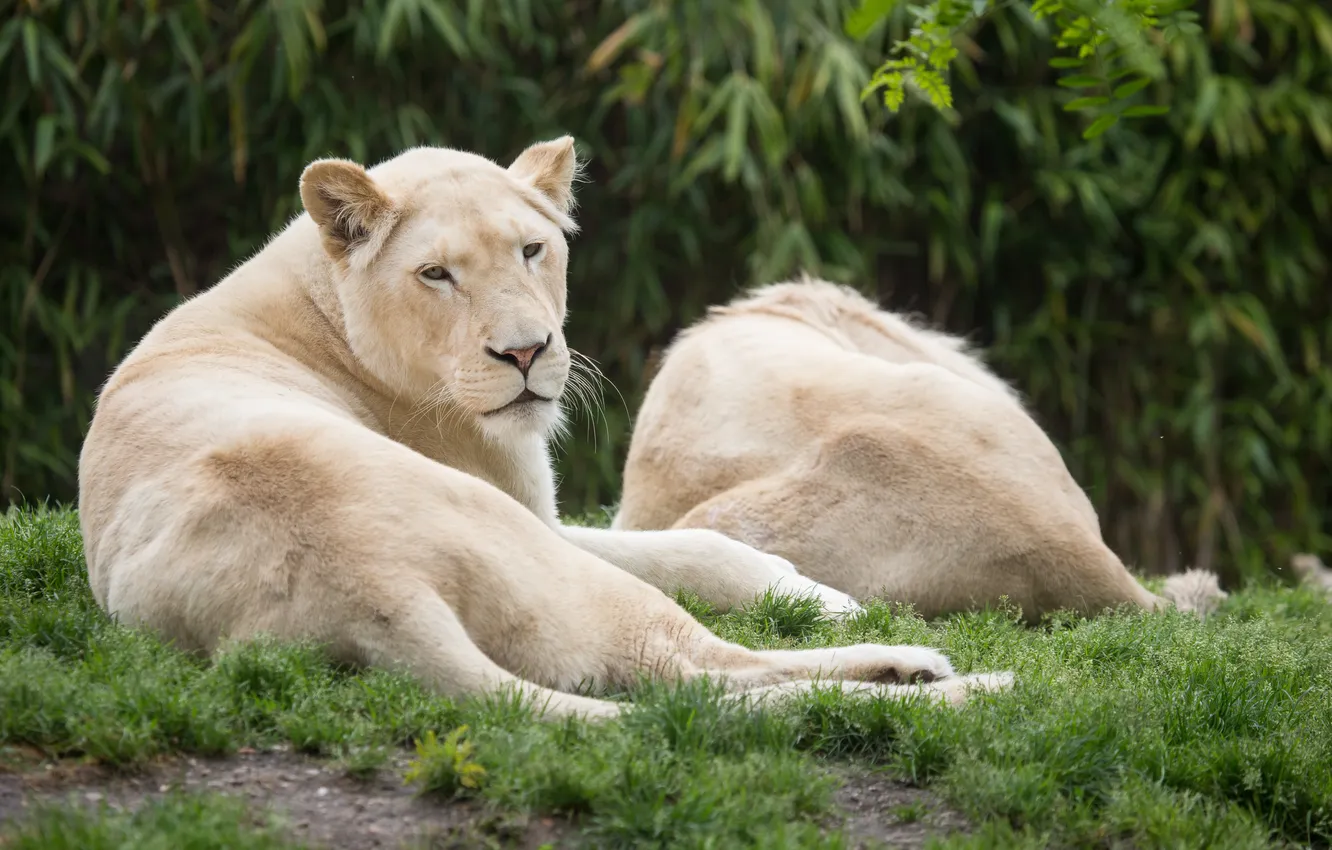 Photo wallpaper grass, cats, stay, lioness, white lions
