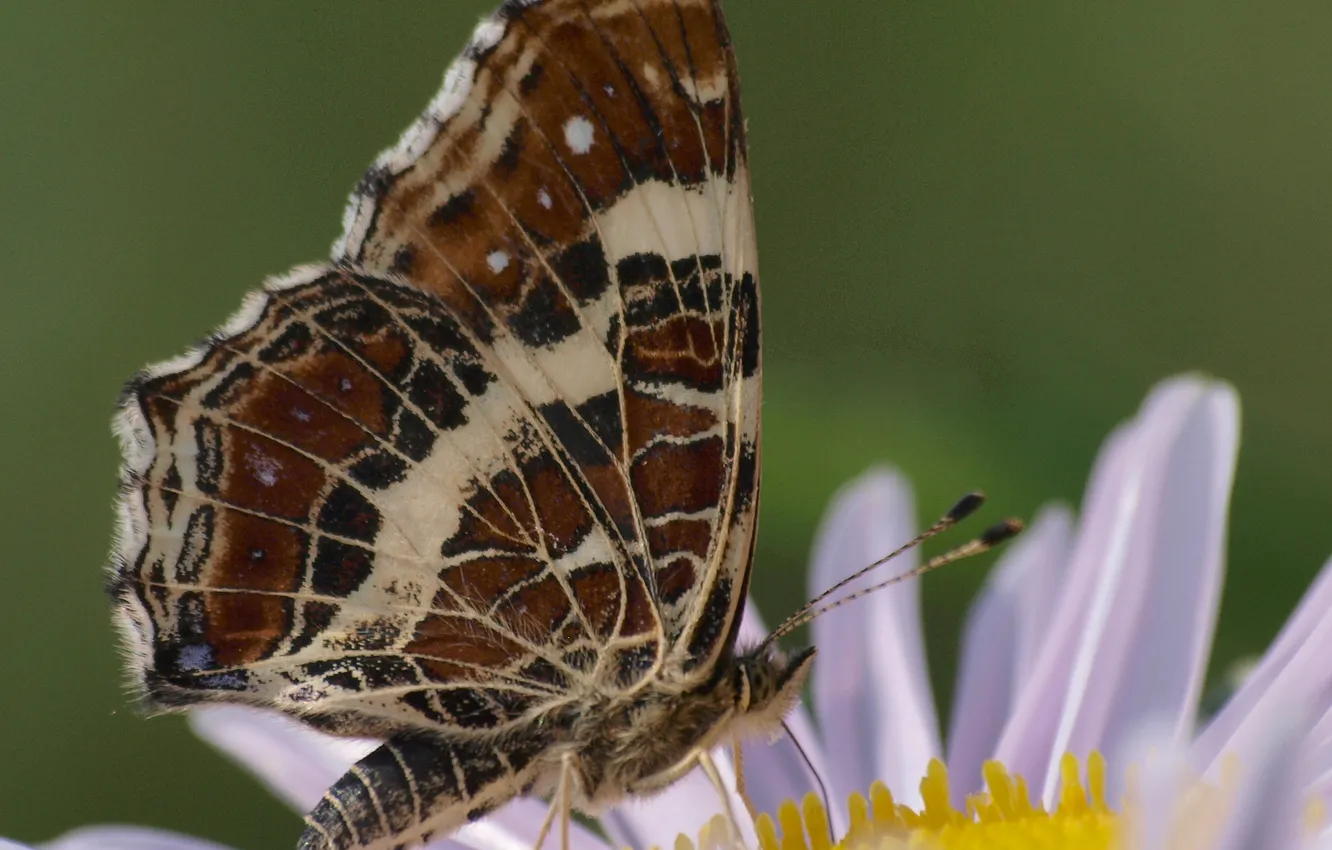 Photo wallpaper flowers, butterfly, wings, petals, insect, moth