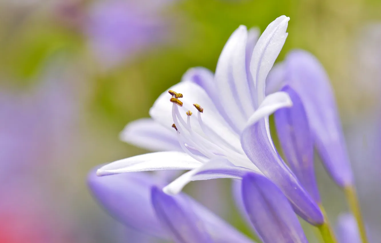 Photo wallpaper flowers, nature, petals, stamens