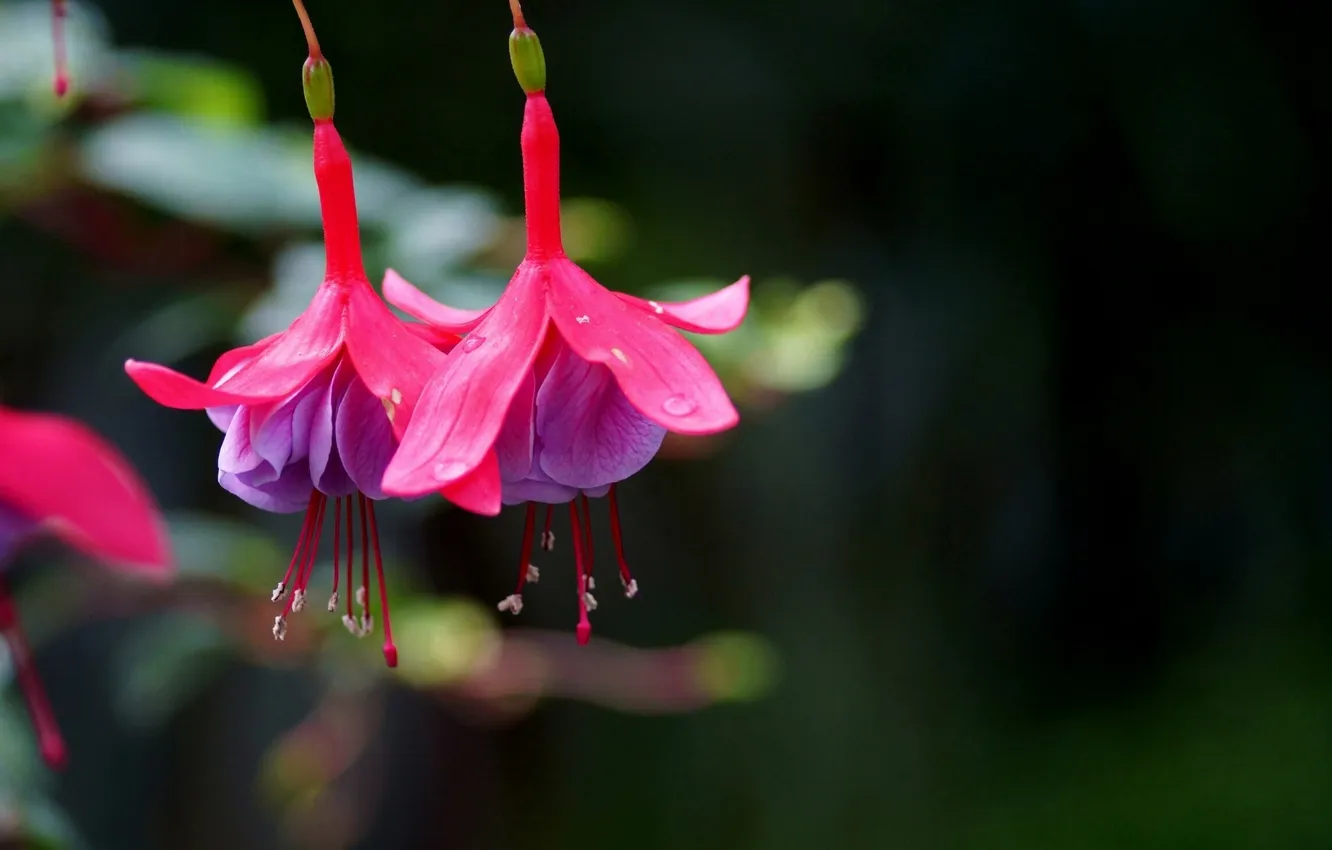 Photo wallpaper flowers, branches, pink, fuchsia