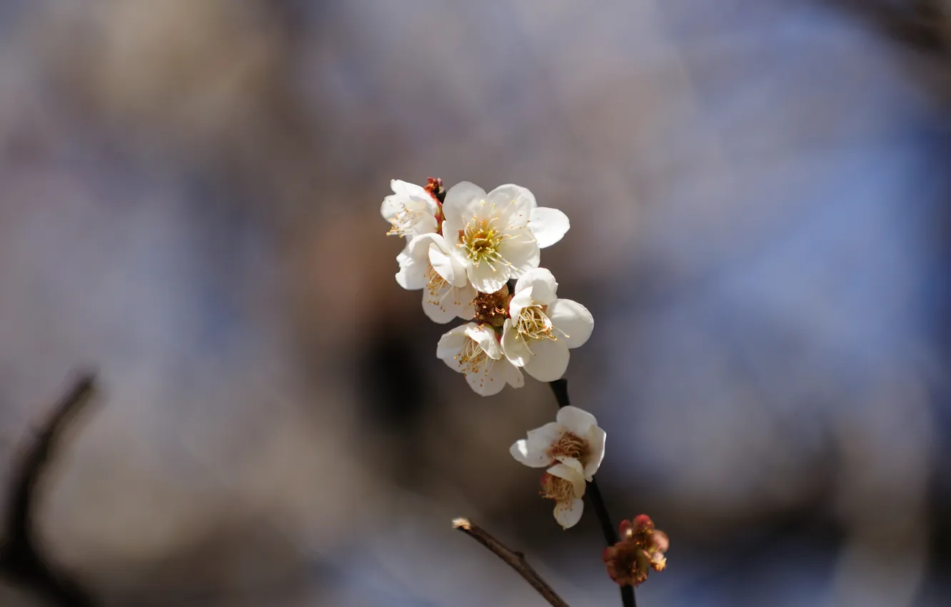 Photo wallpaper flowers, branches, nature, background, Wallpaper, plant, spring, flowering