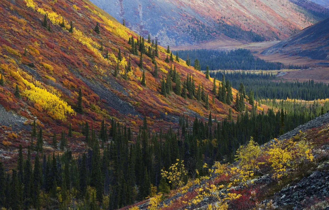 Photo wallpaper autumn, forest, hills