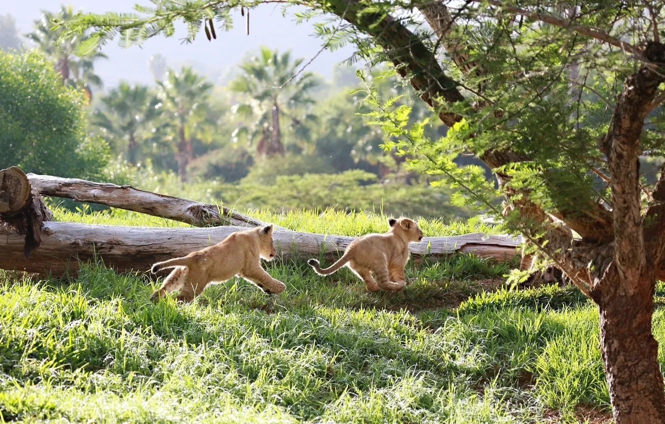 Photo wallpaper the game, chase, predator, baby, family, running, pair, cub