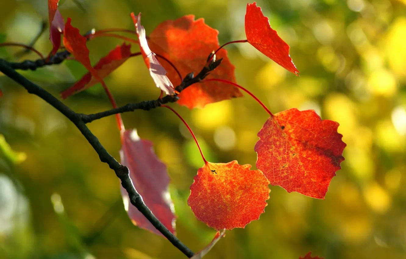 Photo wallpaper forest, nature, beauty