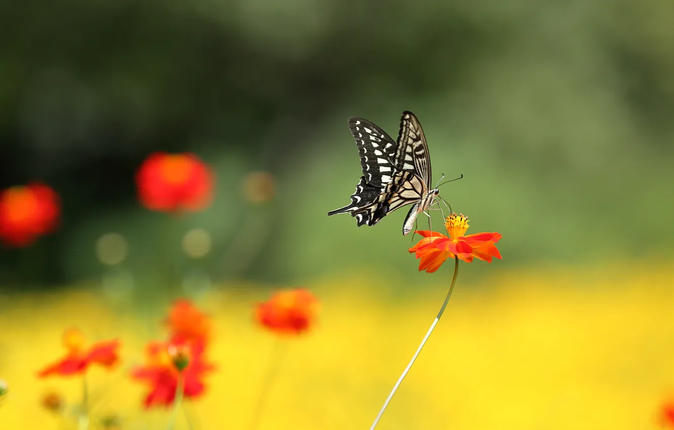 Photo wallpaper macro, flowers, butterfly, moth