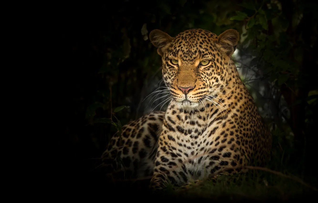 Photo wallpaper look, face, portrait, leopard, black background, wild cat