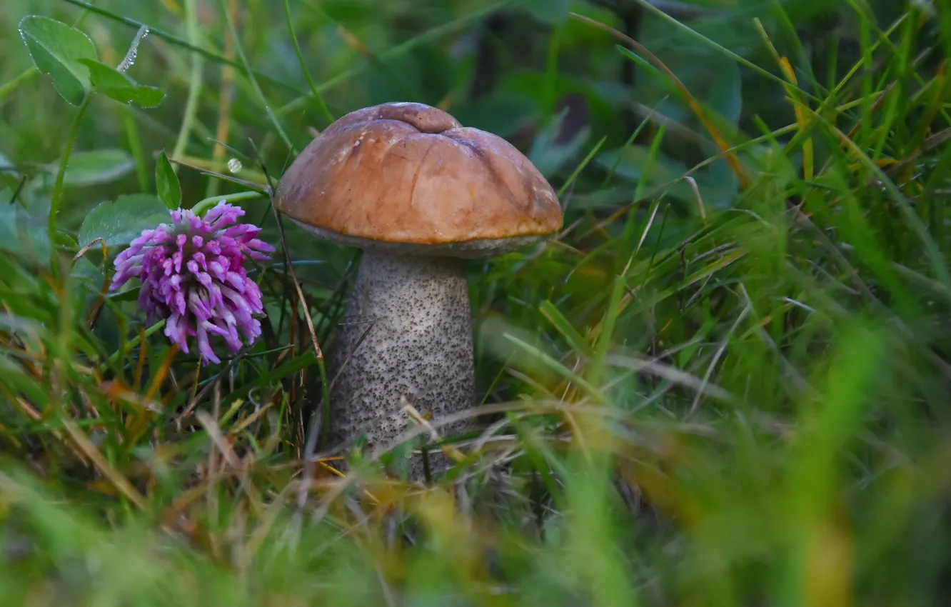 Photo wallpaper autumn, nature, mushrooms