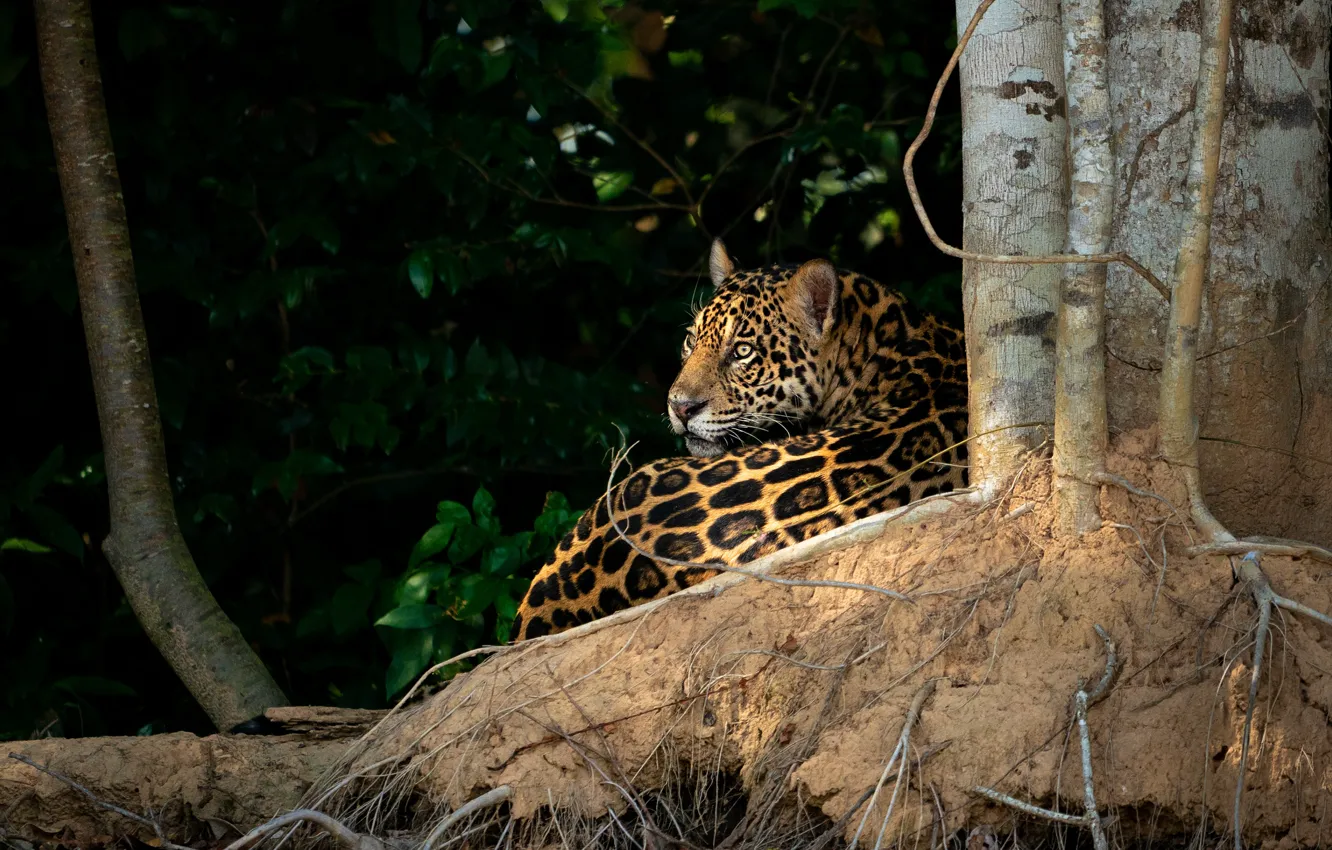 Photo wallpaper look, trees, roots, the dark background, jungle, lies, Jaguar