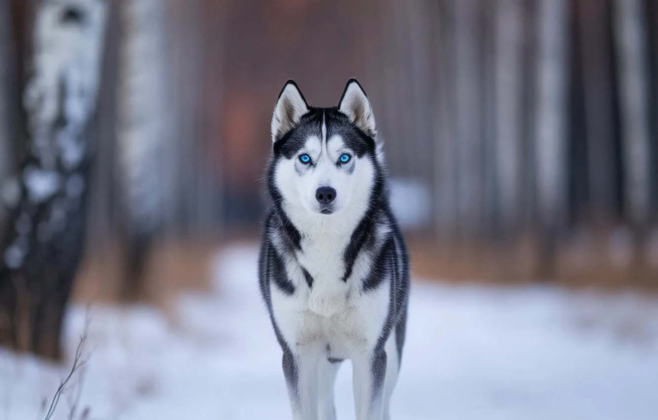 Photo wallpaper winter, snow, dog, the snow, husky, AI art, neural network