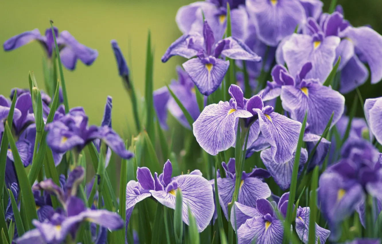 Photo wallpaper petals, buds, irises, lilac