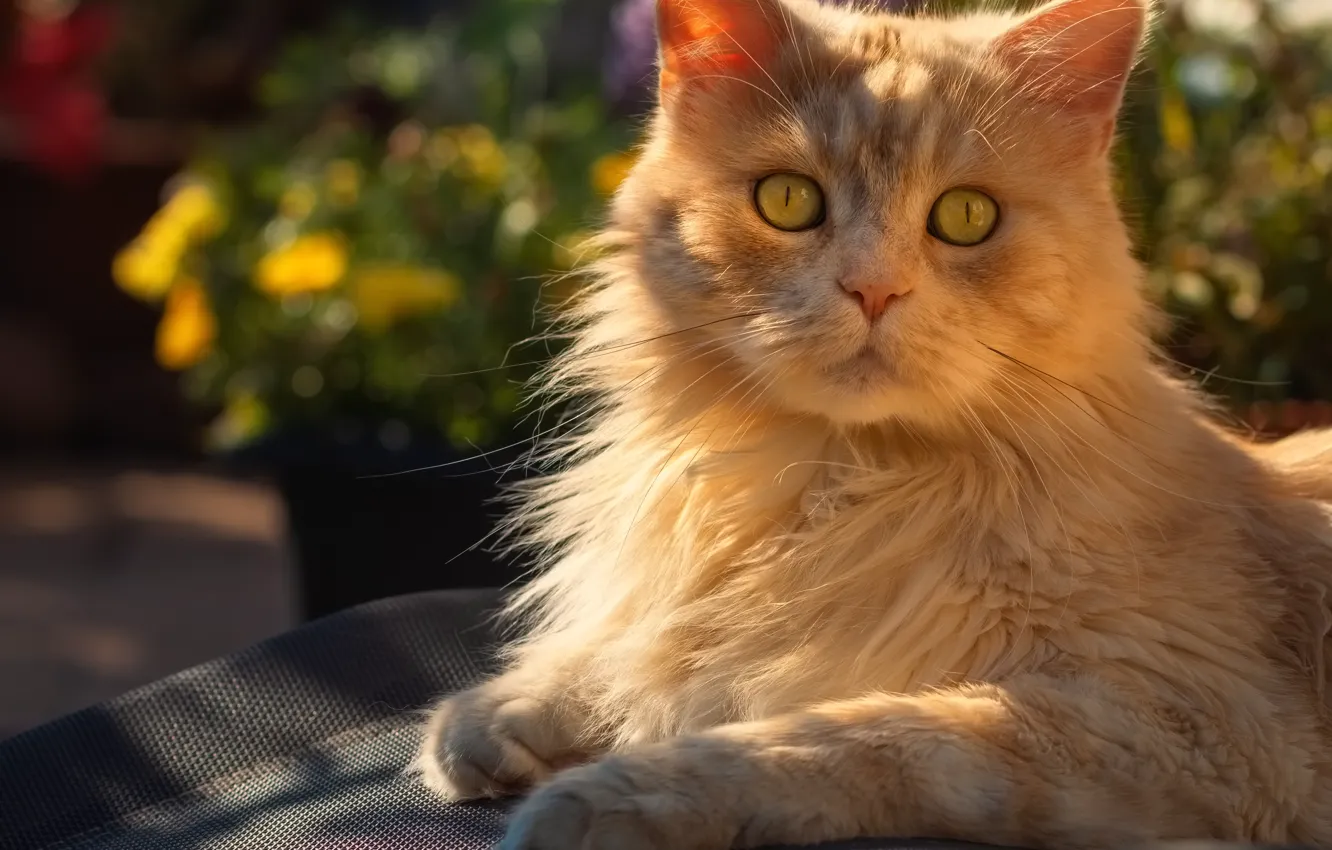 Photo wallpaper cat, look, face, light, nature, red
