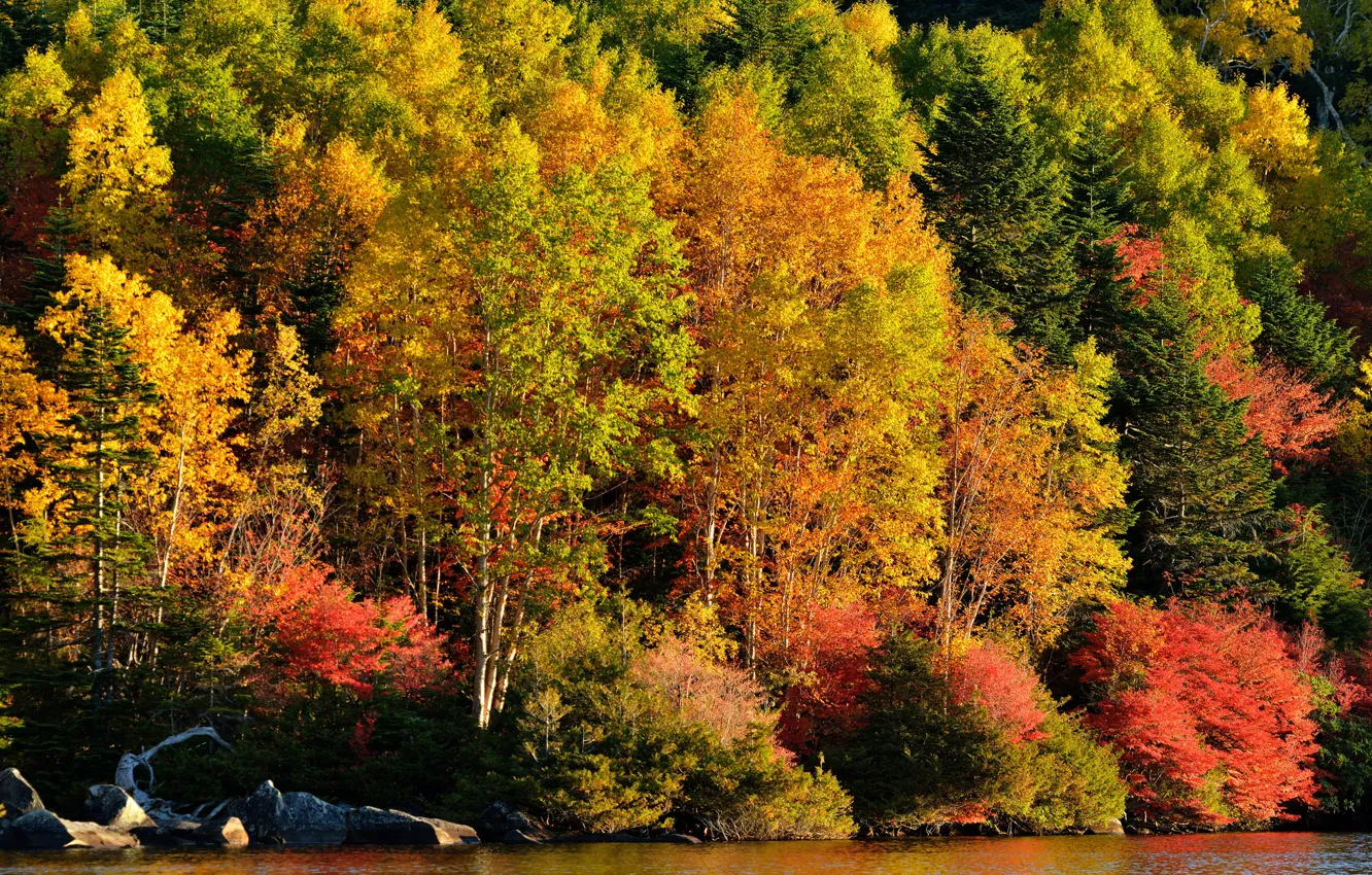 Photo wallpaper autumn, forest, trees, lake, river, slope