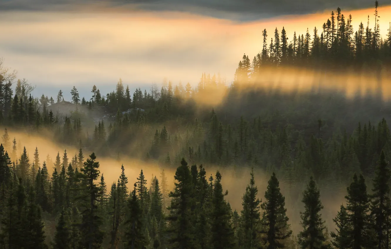 Photo wallpaper forest, light, mountains, fog, hills, morning, ate
