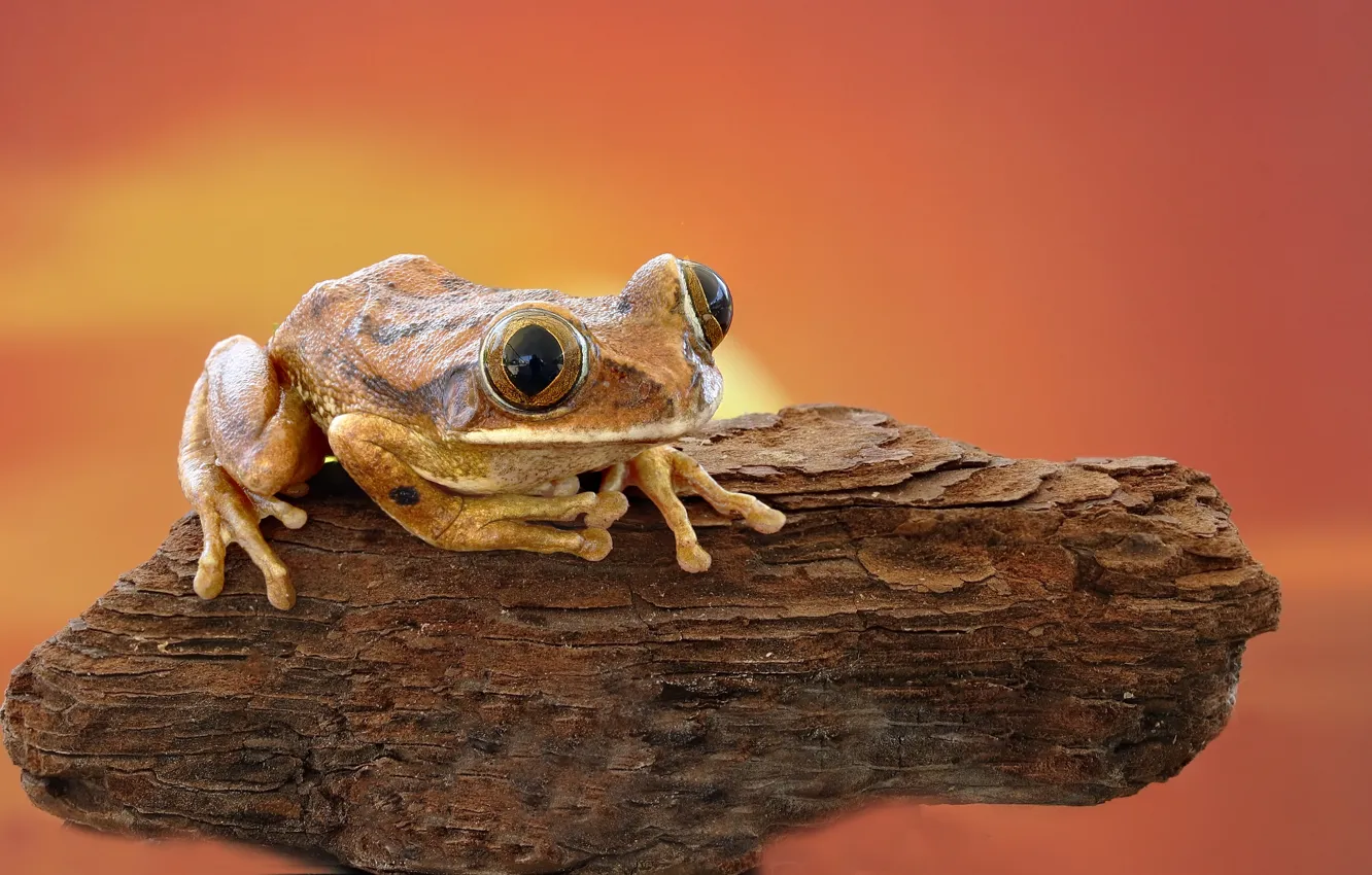 Photo wallpaper the sky, frog, bark