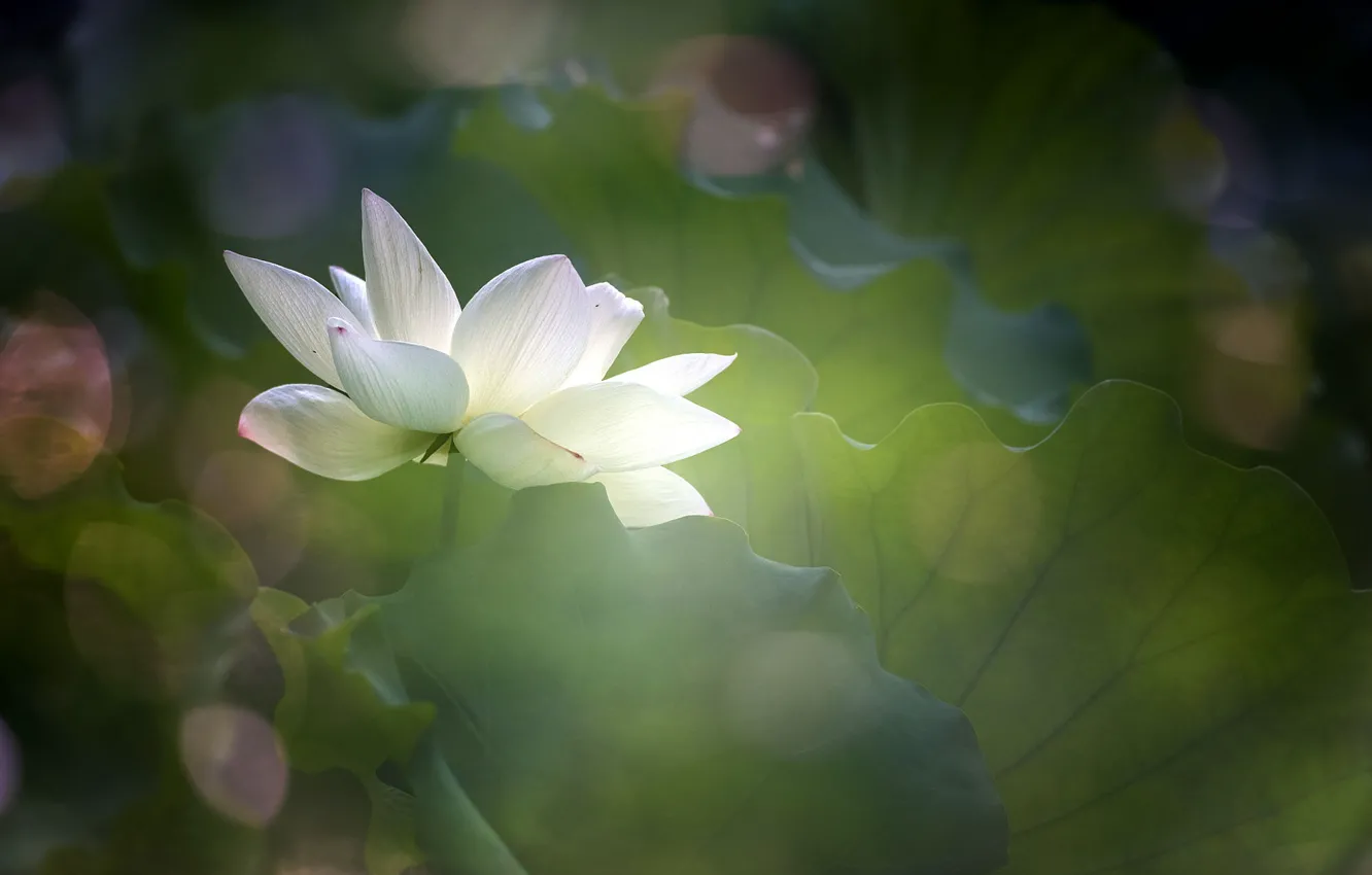 Photo wallpaper greens, leaves, macro, petals, Lotus