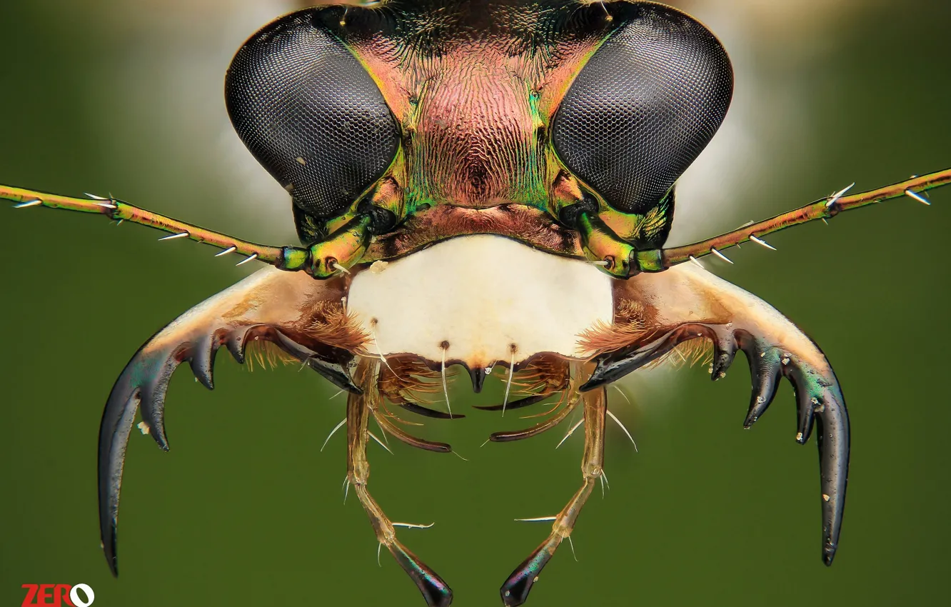 Photo wallpaper eyes, macro, background, portrait, insect, tongs