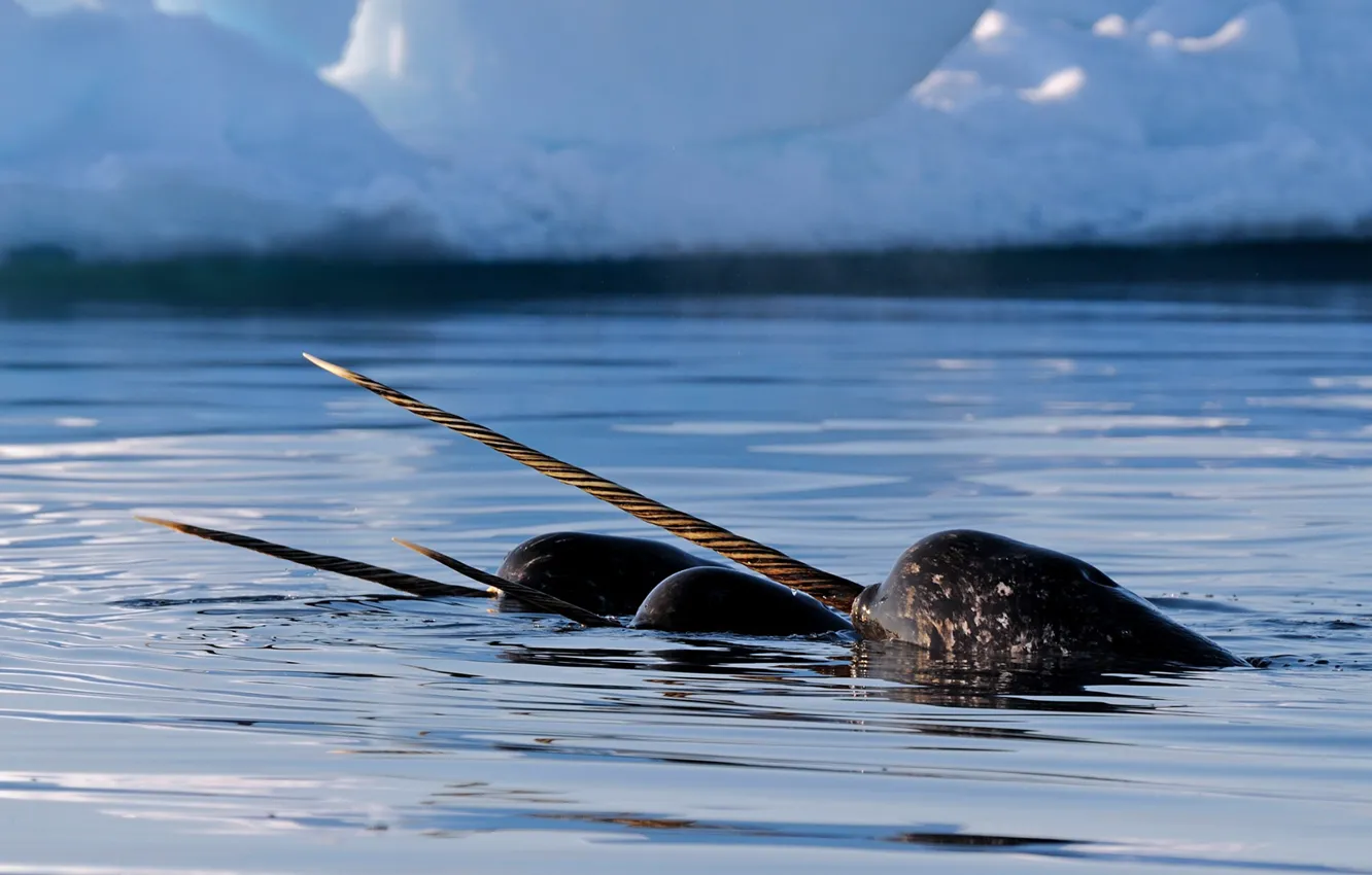 Photo wallpaper Canada, tusks, NARWHAL, Nunavut