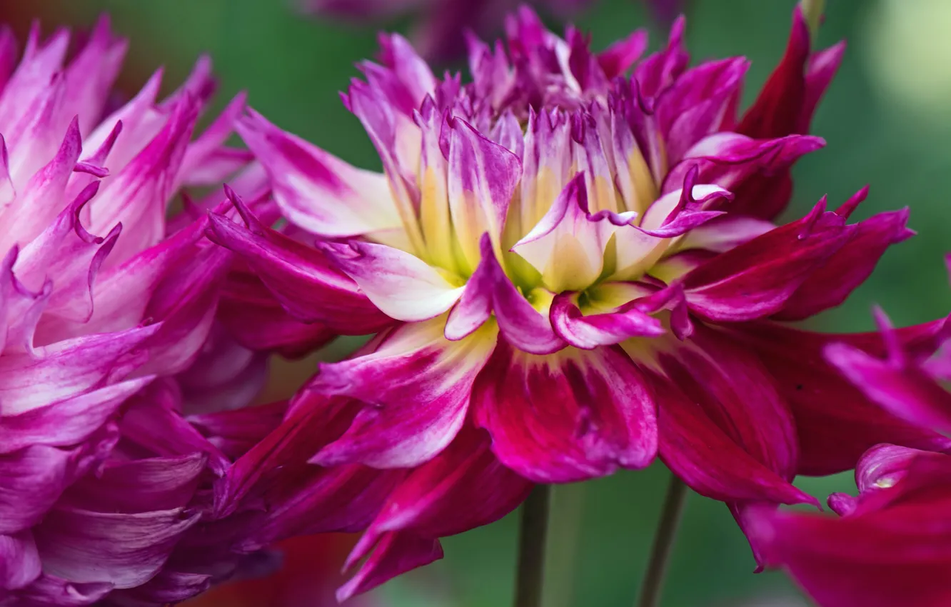 Photo wallpaper macro, flowers, petals, dahlias, Wallpaper from lolita777