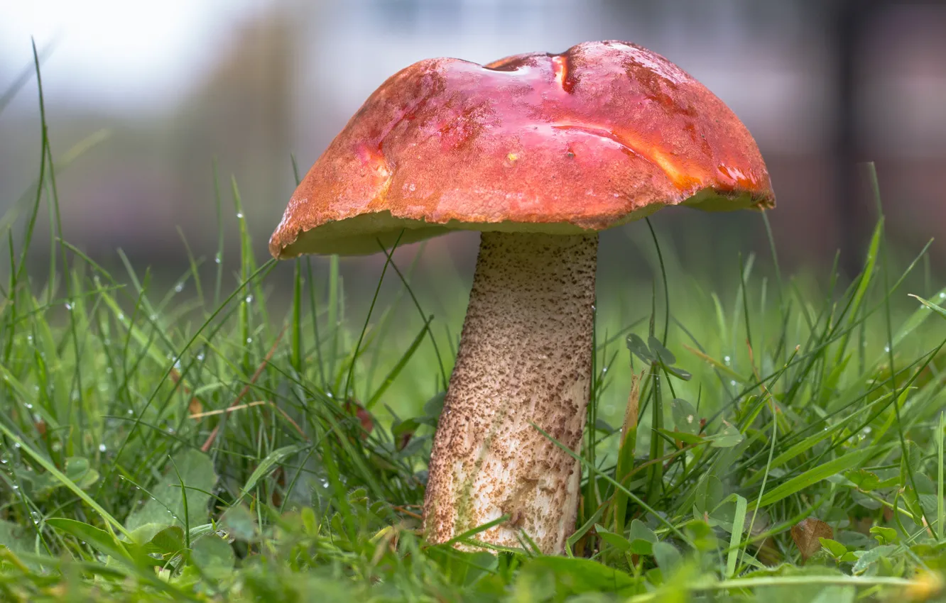 Photo wallpaper forest, grass, red, nature, mushrooms, boletus