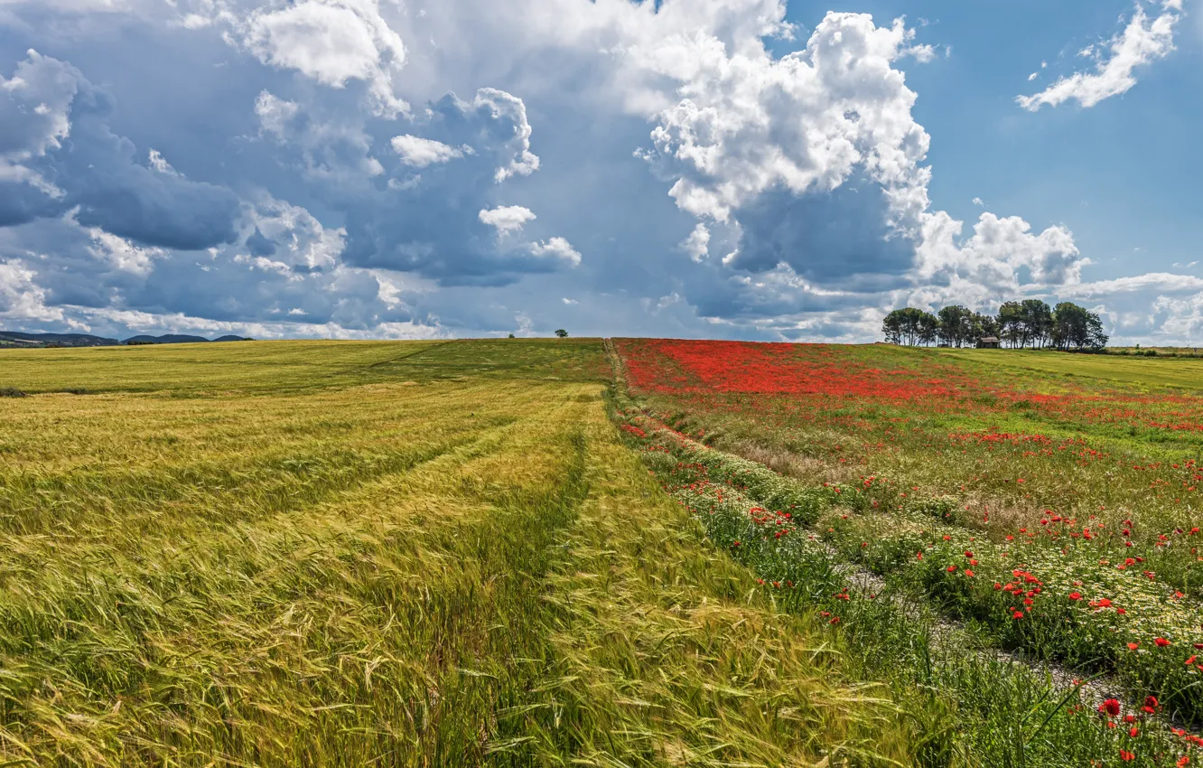 Photo wallpaper field, clouds, Maki, ears, poppy field