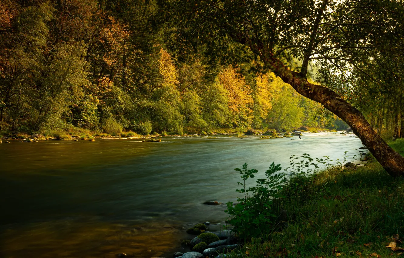 Photo wallpaper autumn, forest, grass, landscape, nature, river, stones, Bank
