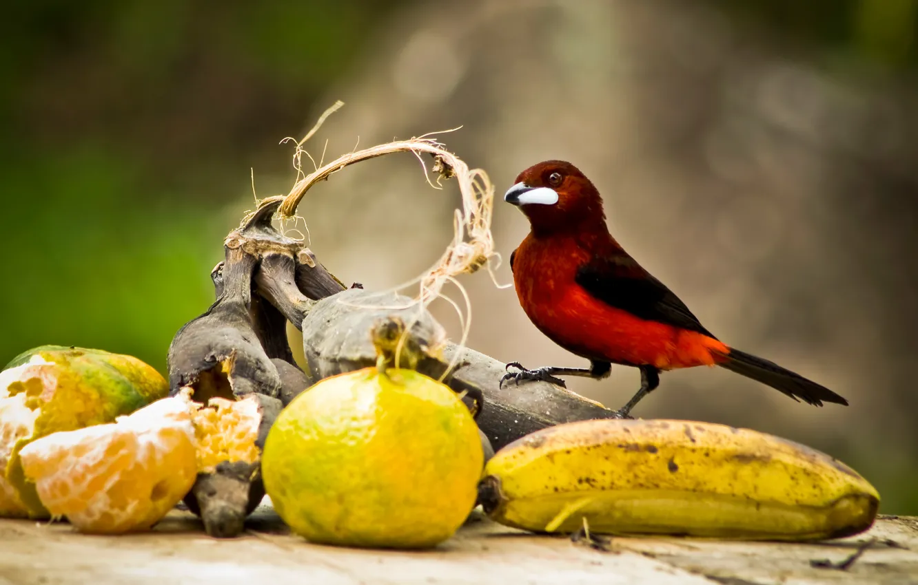Photo wallpaper bird, beak, tail, fruit