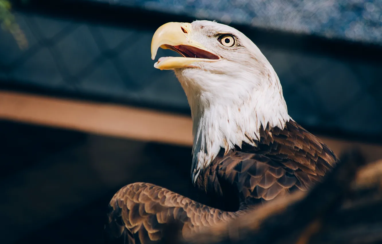 Photo wallpaper background, bird, eagle, bald eagle
