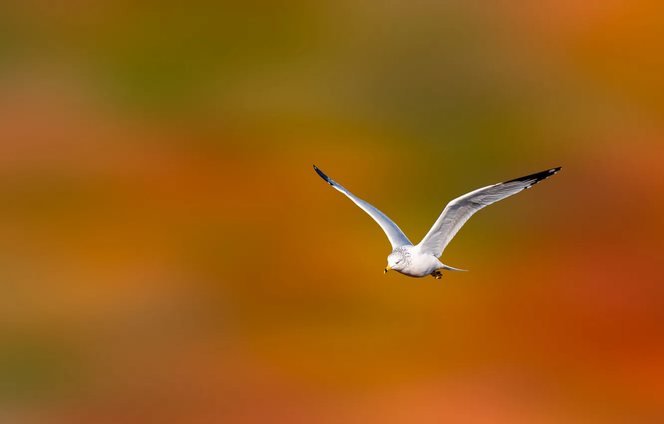 Photo wallpaper flight, nature, bird