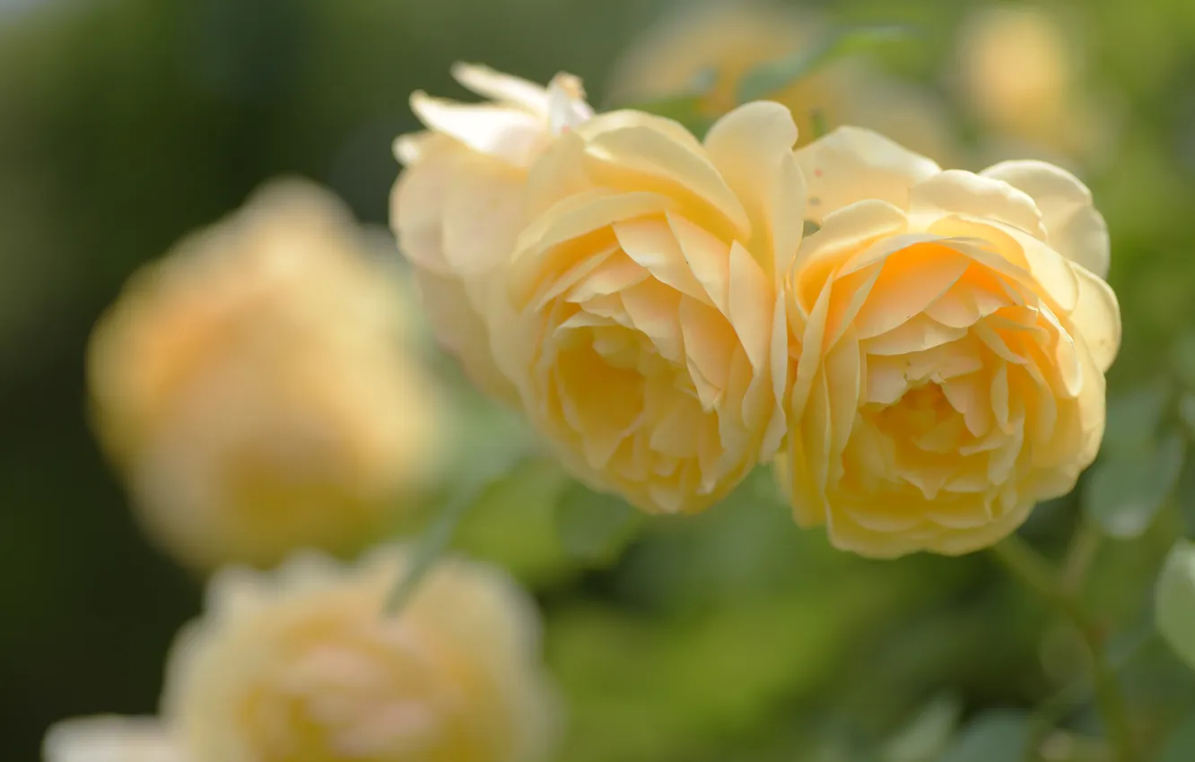 Photo wallpaper roses, yellow, bokeh