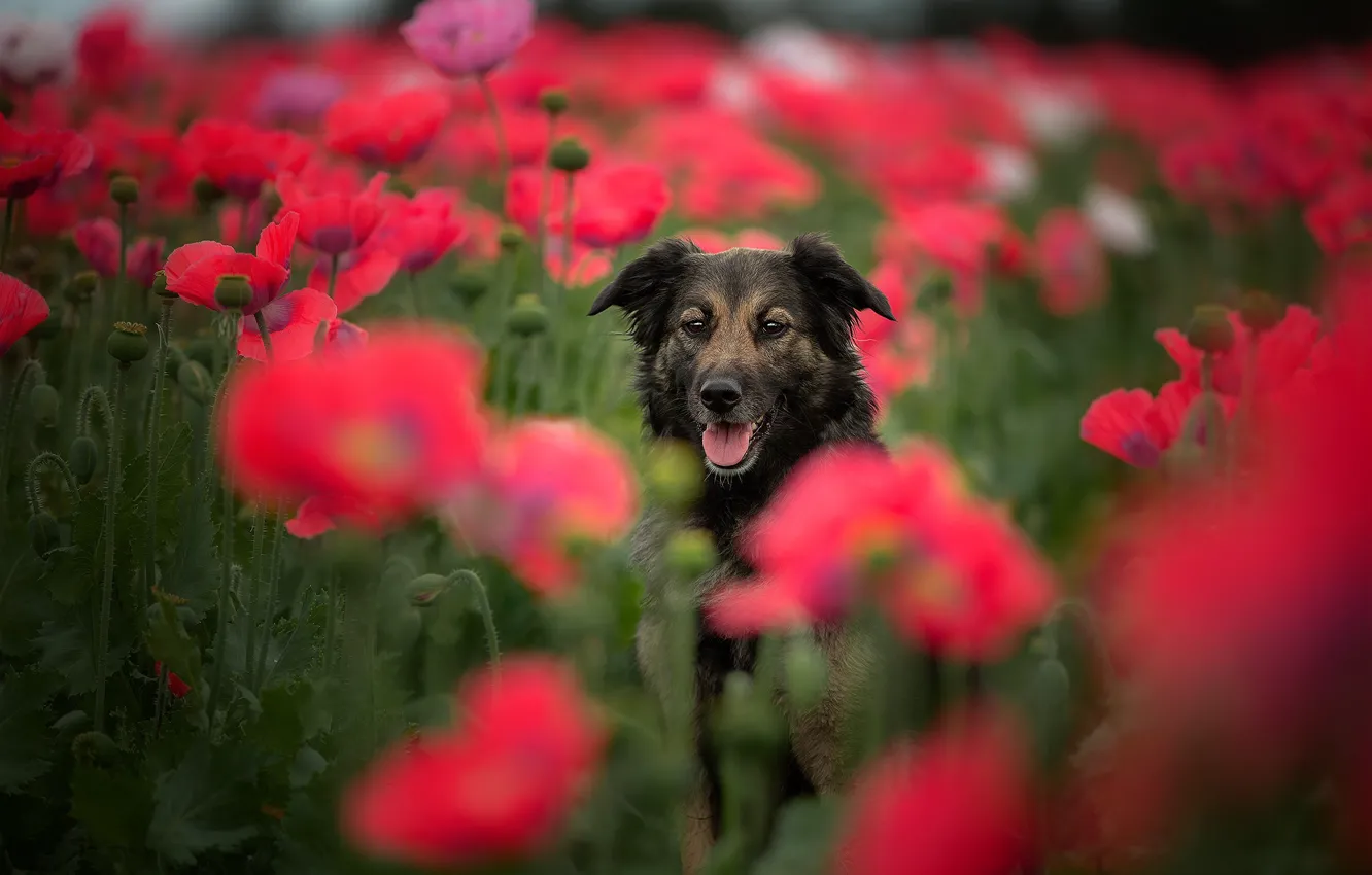 Photo wallpaper language, look, flowers, Maki, dog, blur, poppy field