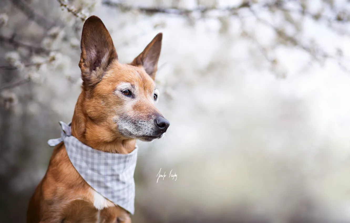 Photo wallpaper look, each, dog