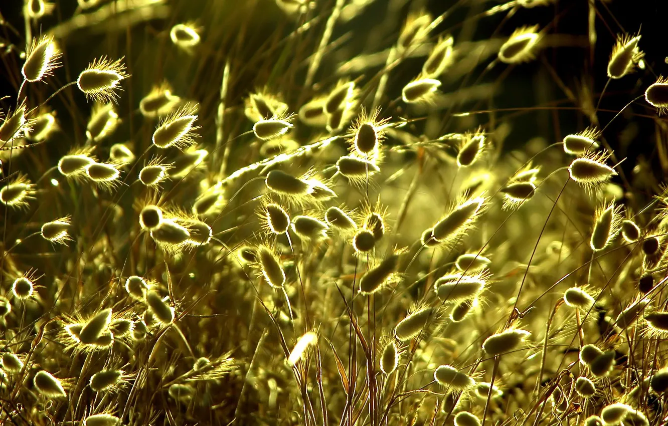 Photo wallpaper grass, the sun, yellow