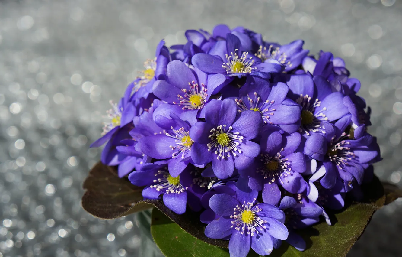 Photo wallpaper flowers, bouquet, lilac, Hepatica