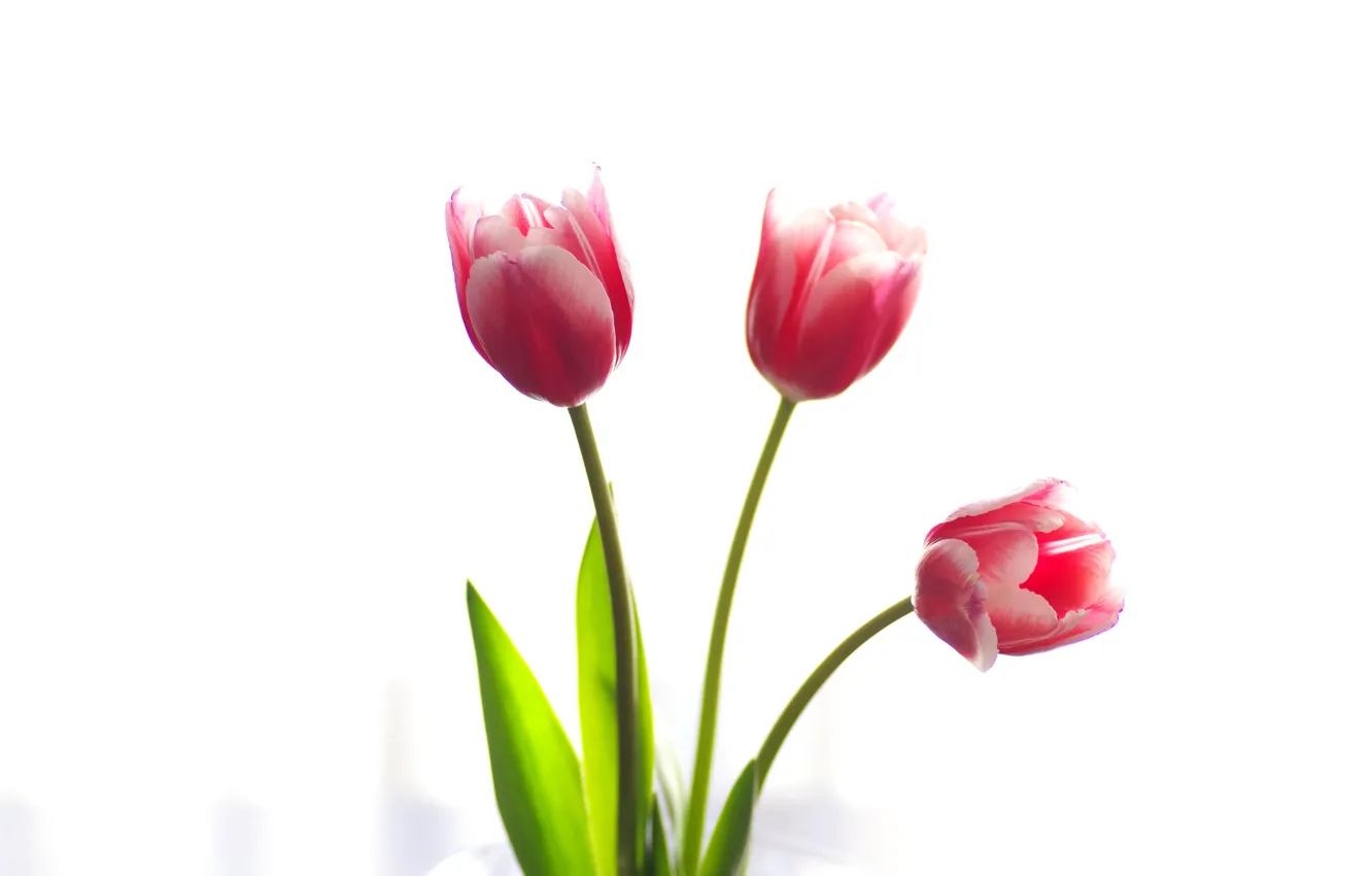 Photo wallpaper flowers, background, tulips