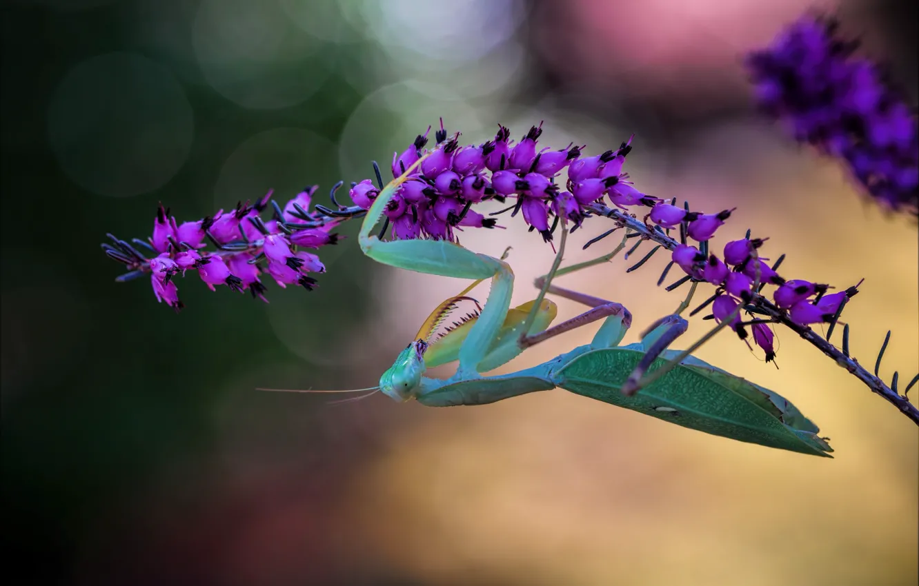 Photo wallpaper macro, flowers, pose, mantis, insect, hanging, bokeh, Heather