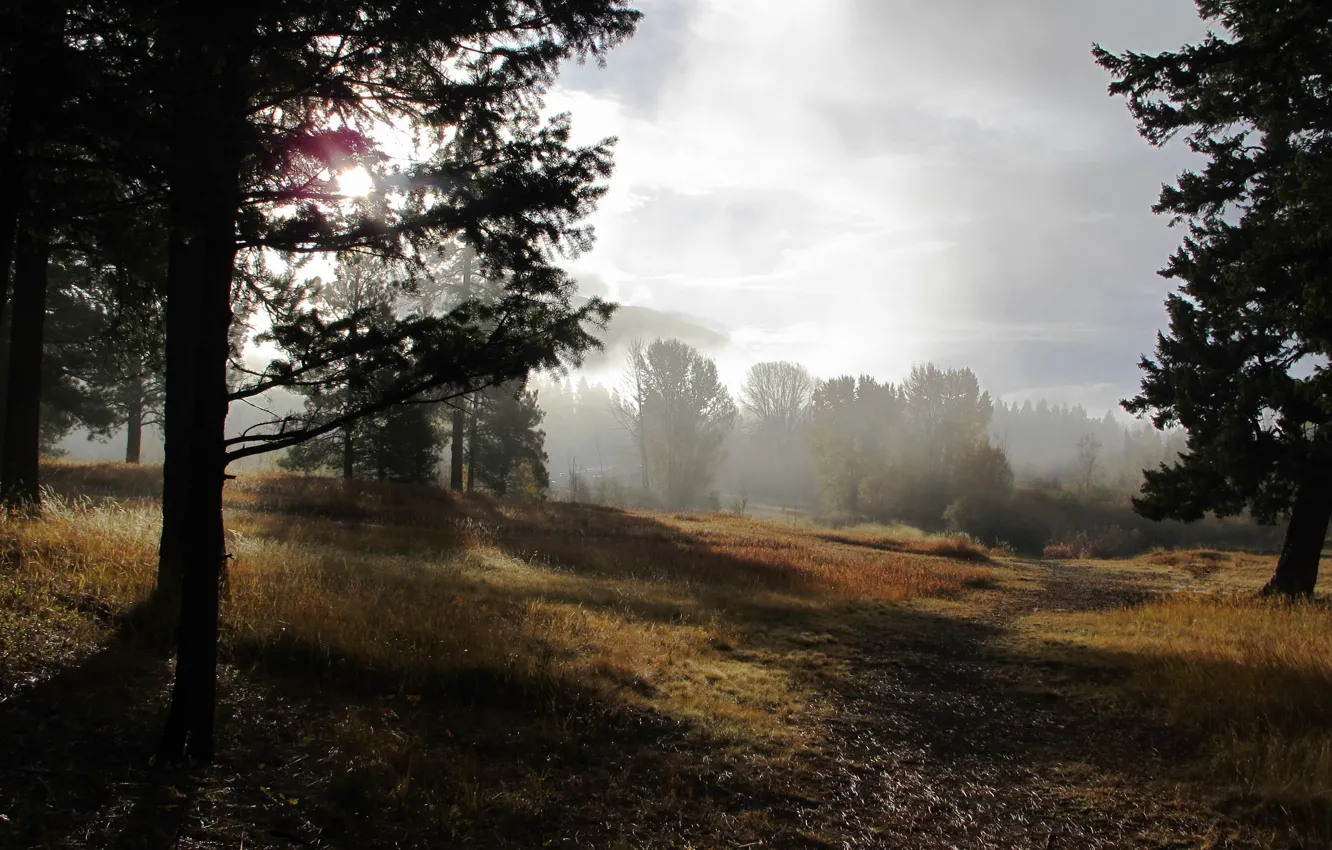 Photo wallpaper nature, fog, morning