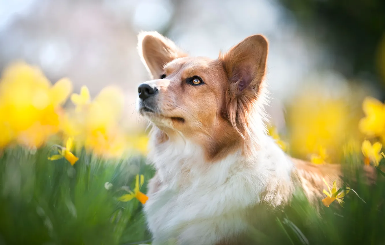 Photo wallpaper face, flowers, portrait, dog, blur, daffodils, Welsh Corgi
