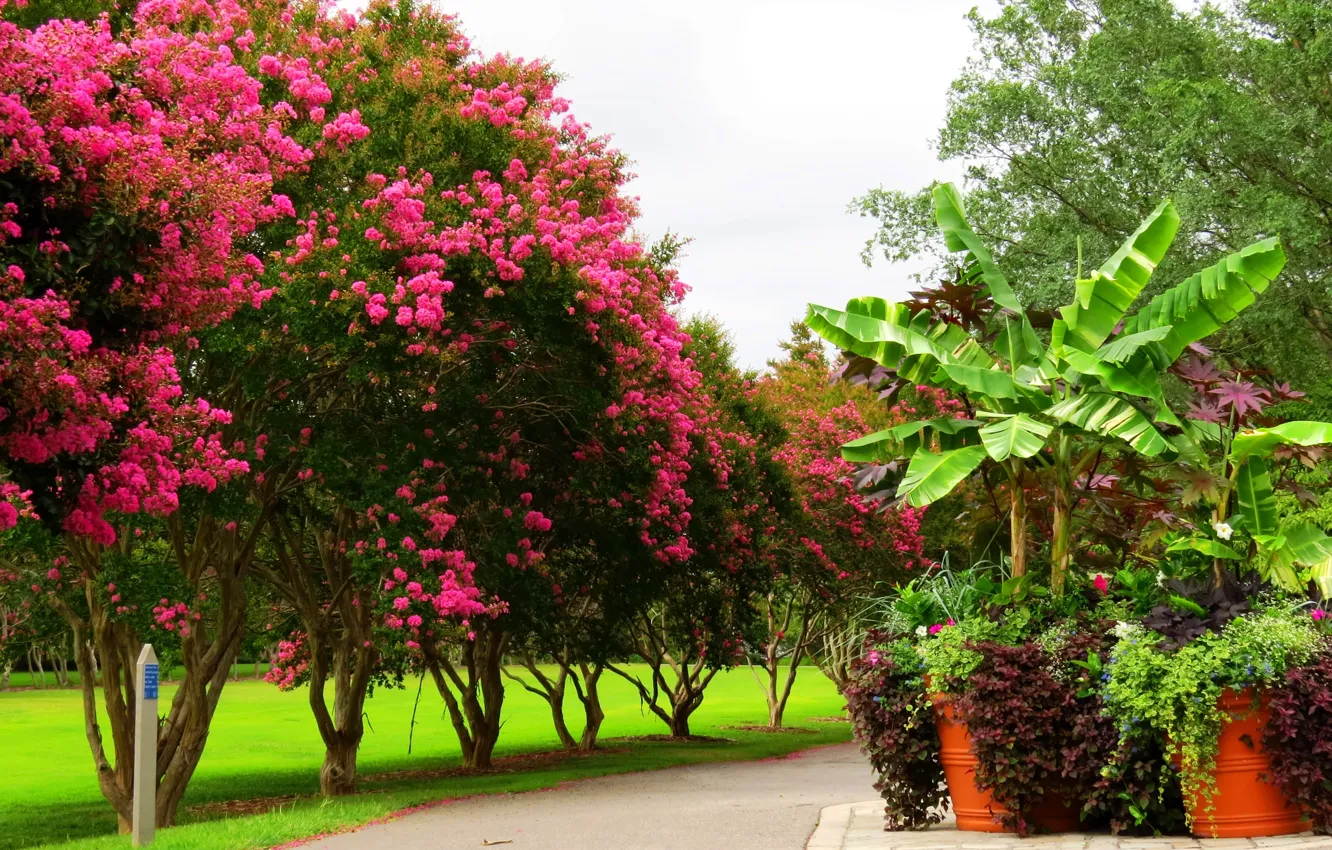 Photo wallpaper trees, Park, spring, flowering, trees, park, flowers, spring