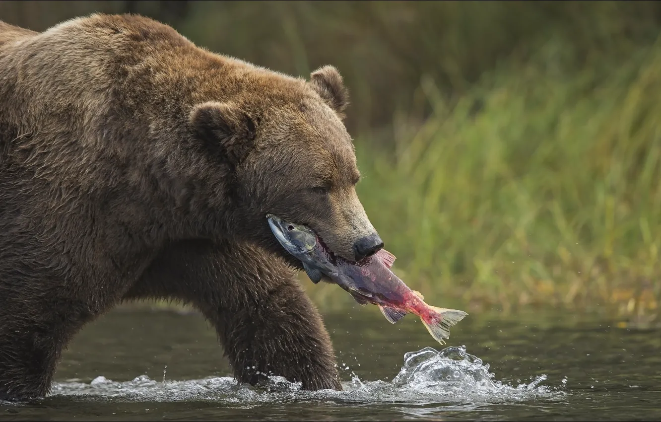 Photo wallpaper bear, hunter, Animals
