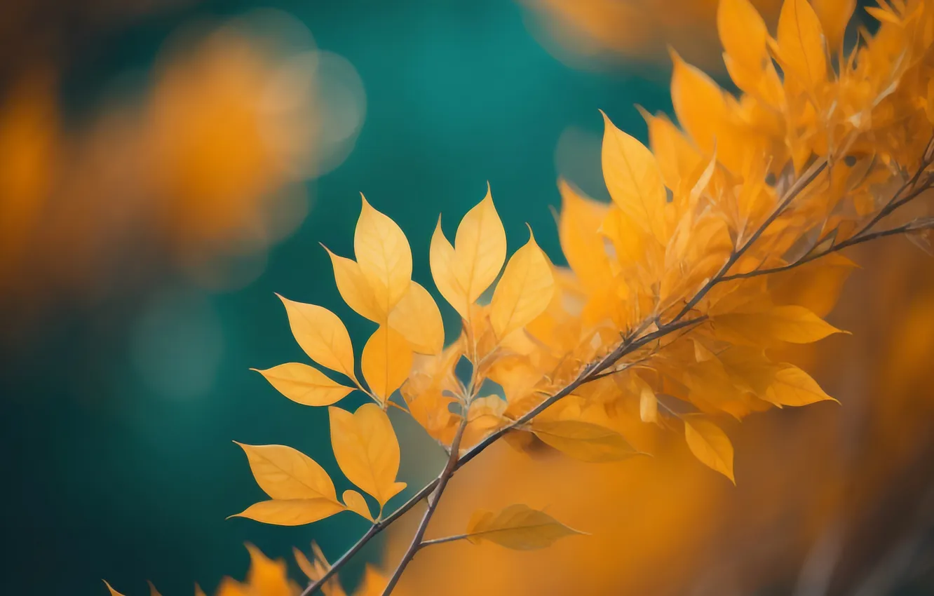 Photo wallpaper autumn, leafs, bokeh, branch
