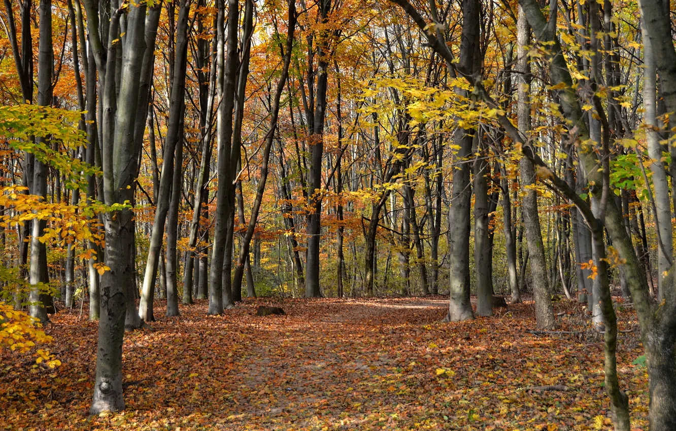 Photo wallpaper autumn, leaves, trees, trail, trees, autumn
