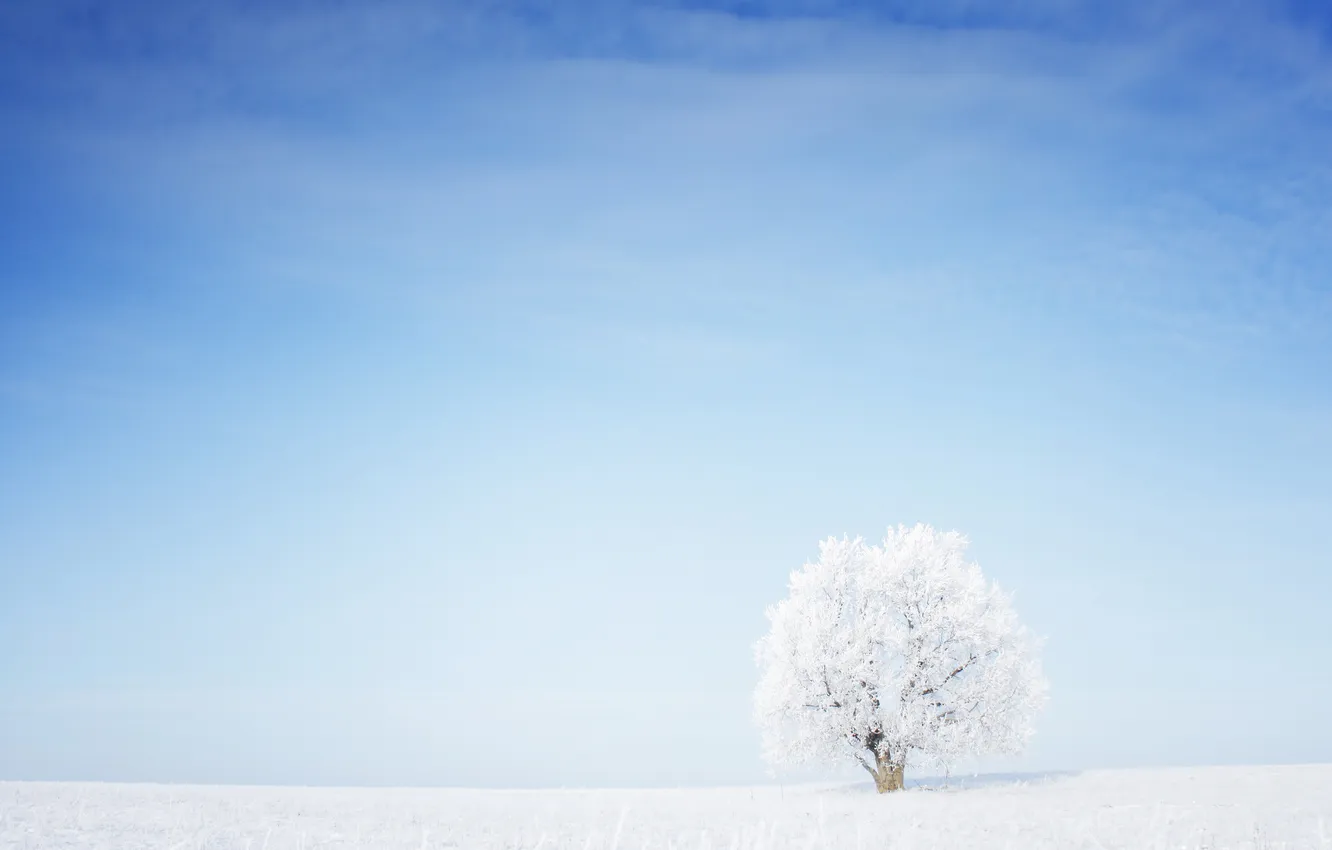 Photo wallpaper grass, snow, trees