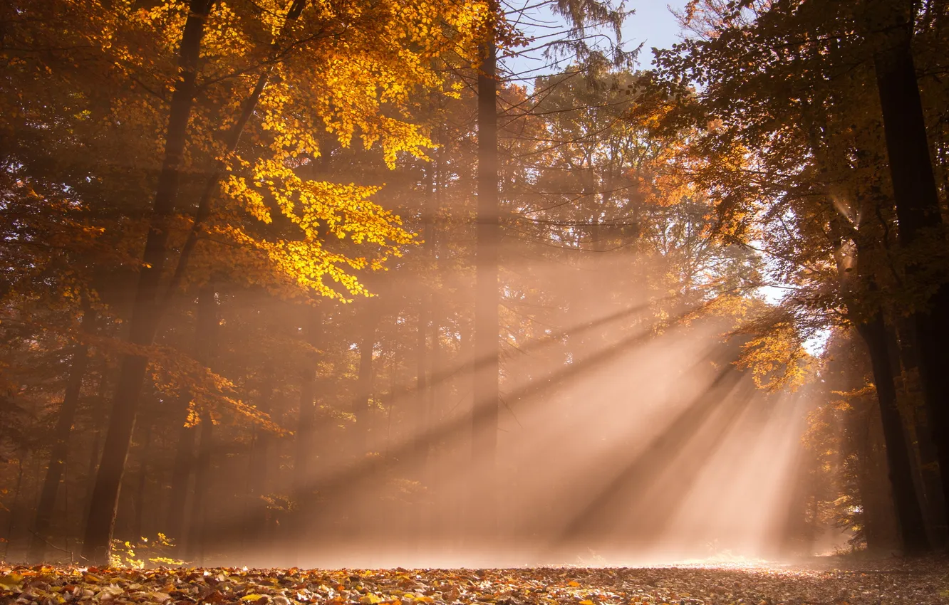 Photo wallpaper autumn, forest, light