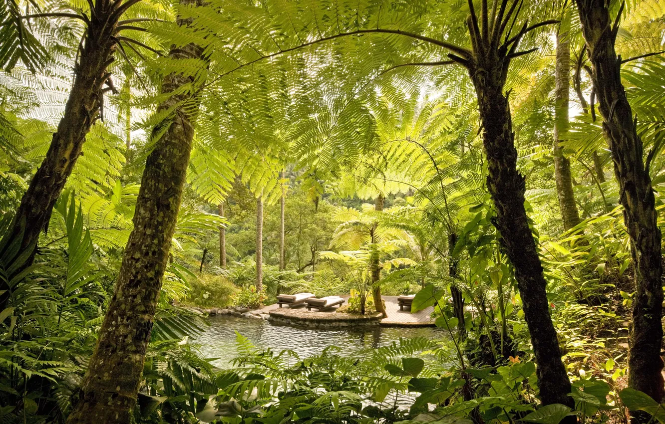 Photo wallpaper palm trees, pool, garden, relax