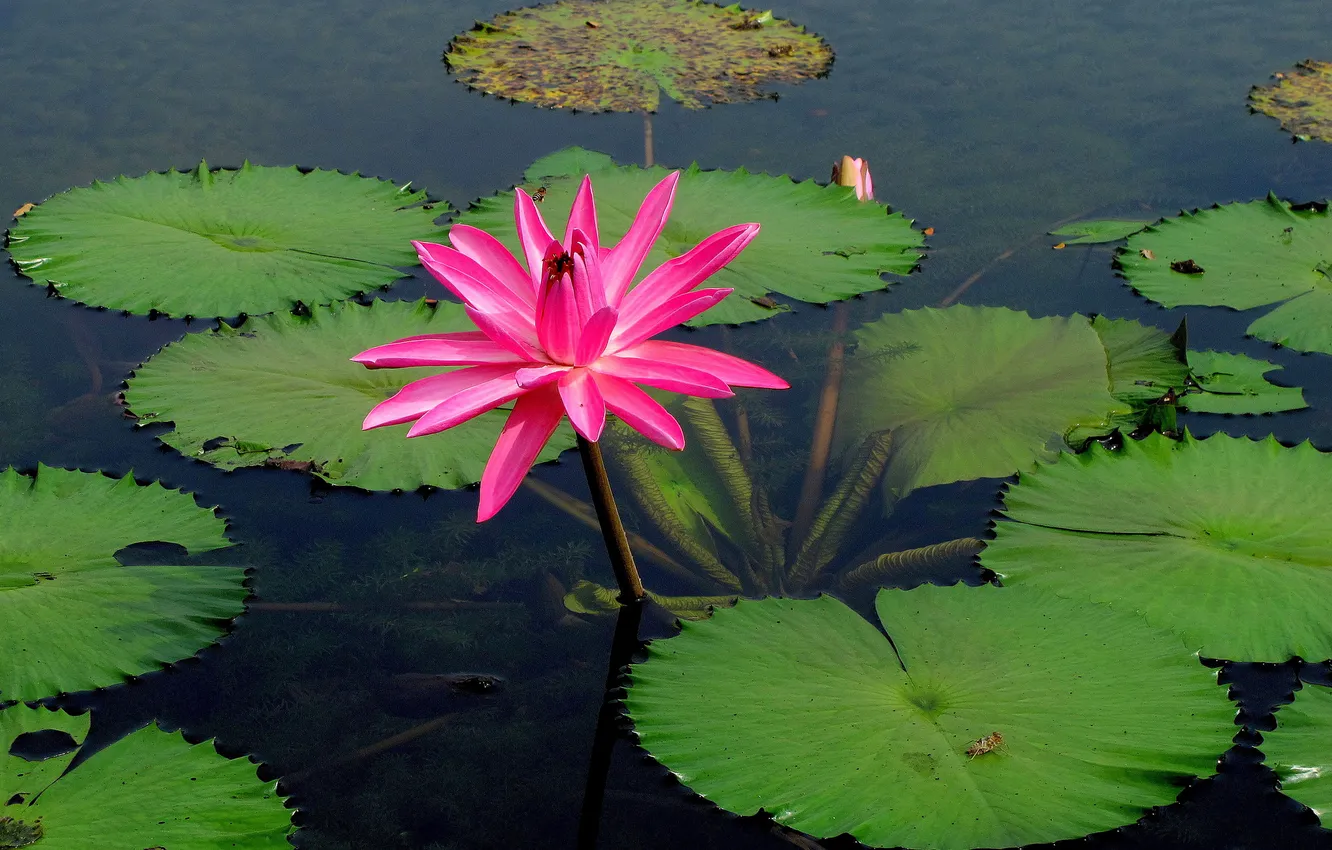 Photo wallpaper leaves, water, Lily, Nymphaeum, water Lily