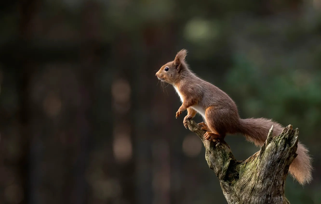 Photo wallpaper background, protein, red, snag, bokeh