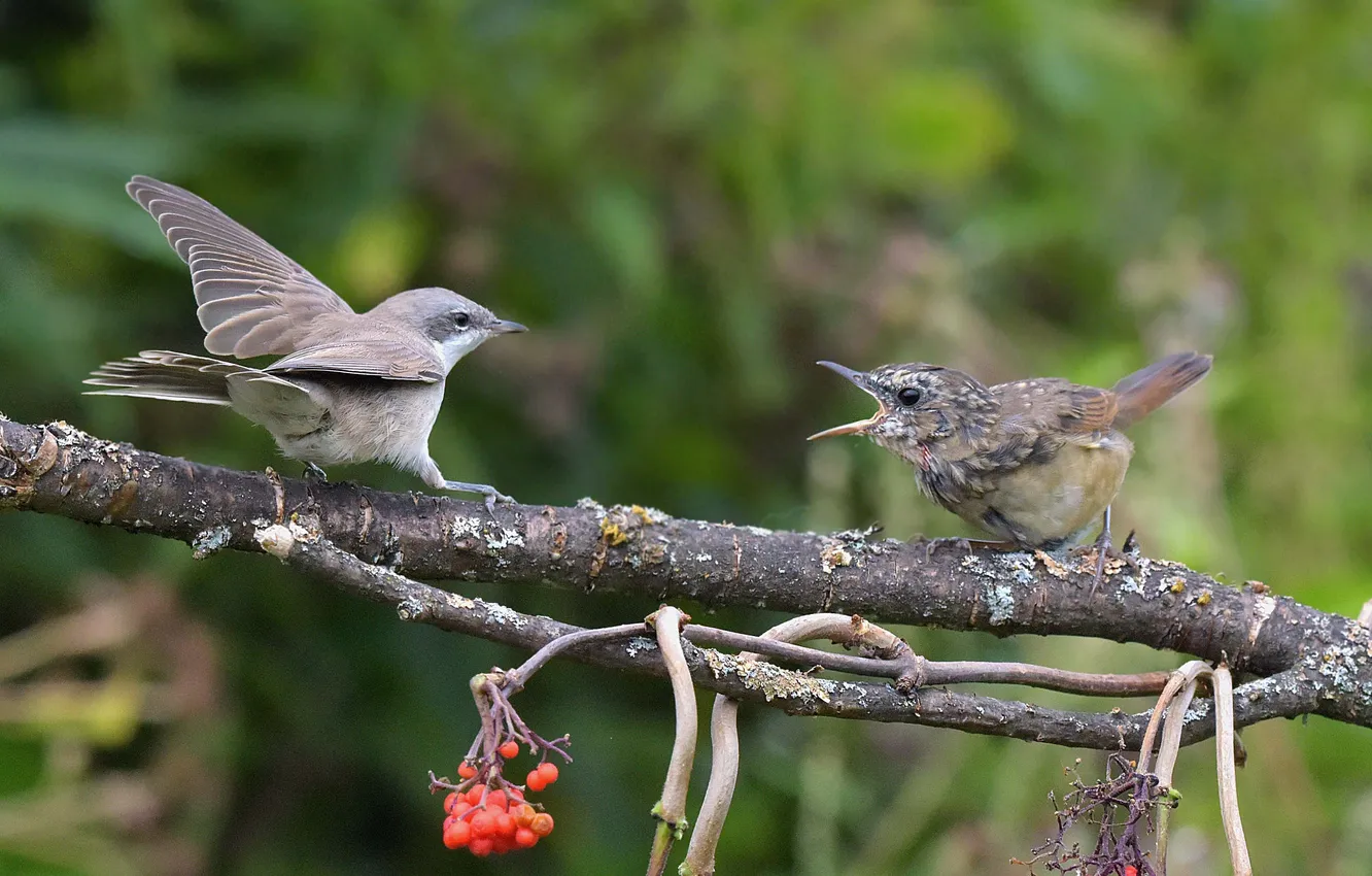 Photo wallpaper branches, dispute, bokeh, two birds, Conflict out of the blue, Mikhail Belousov