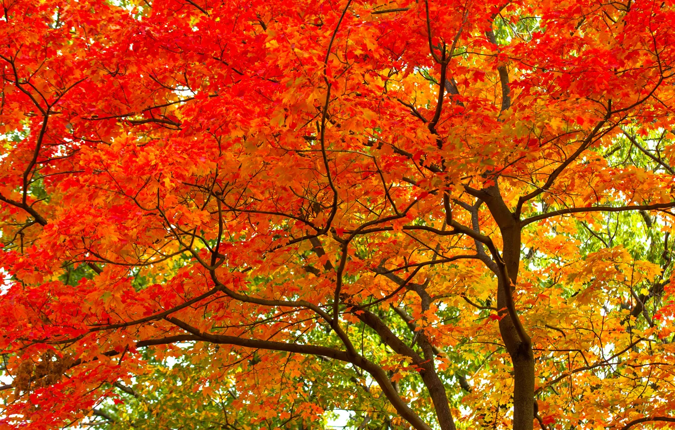 Photo wallpaper autumn, leaves, trees, trunk, crown, the crimson