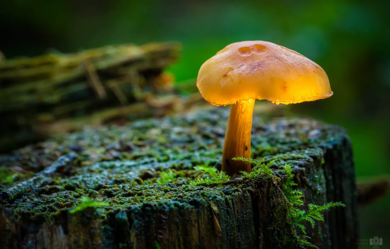 Photo wallpaper macro, mushrooms, moss, stump